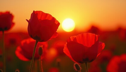 Obraz premium Poppy Field at Sunset