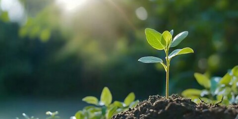 Young green plant emerging from soil under bright sunlight in nature