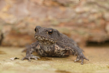 A closeup of a European common toad with mottled skin, posing alertly on a stone surface.