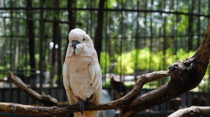 Parrot