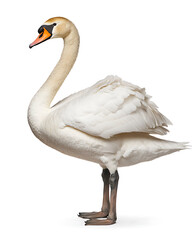 Fototapeta premium Elegant white swan with long, curved neck stands gracefully against a stark white background.
