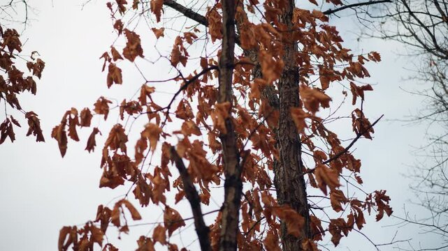 Dry autumn leaves cling to slender branches, swaying gently in the wind against a soft sky, the withered foliage captures the essence of seasonal transition