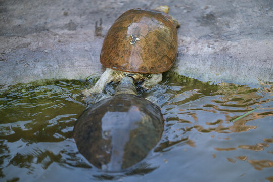 Two turtles chase each other in the water.