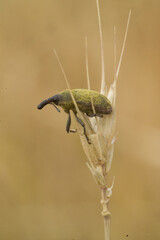 the bug on a branch, Thistle Bud Weevil (Larinus planus). Sardinia, Italy