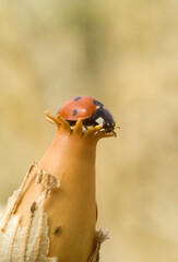 Coccinella, Coccinella 7-punctata, ..(Seven-spot Ladybird). Coccinella septempunctata