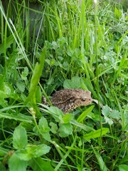 Taod sitting in long grass