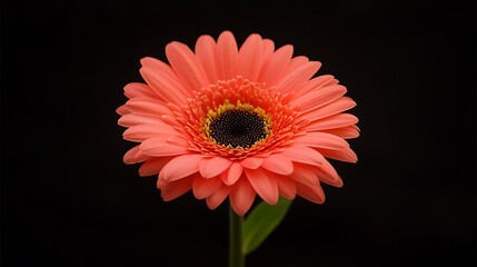 Vibrant pink gerbera daisy blooming against a dark background showcasing its intricate petals