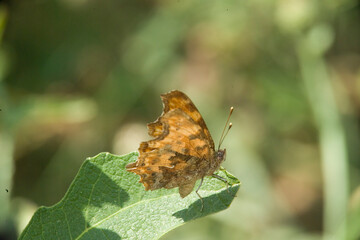 Comma Butterfly, Polygonia c-album, Nymphalidae Sardinia, Italy