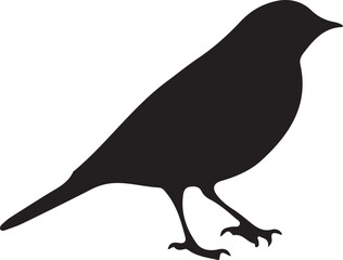 crow on a white background