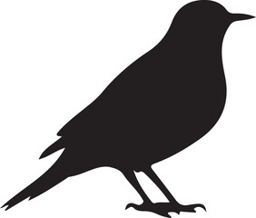 crow on a white background