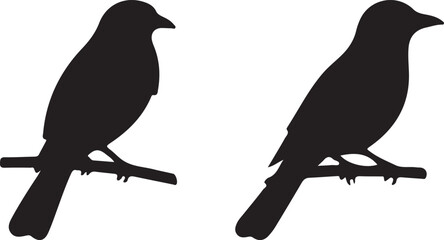 birds on a white background