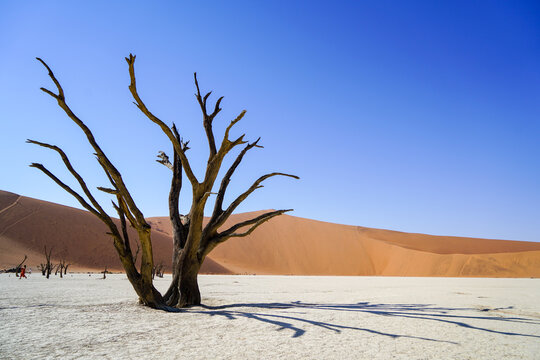 Dead tree branching out in Deadvlei, Namibia