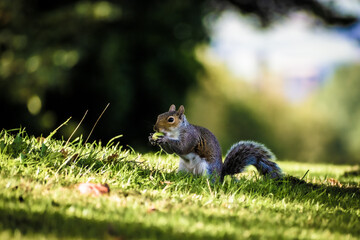 Western Grey Squirrel eating nuts on grass