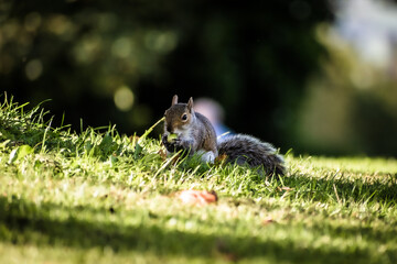 Western Grey Squirrel eating nuts on grass