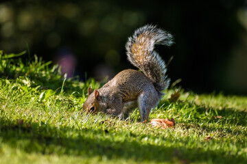 Obraz premium Western Grey Squirrel hiding nut in the grass