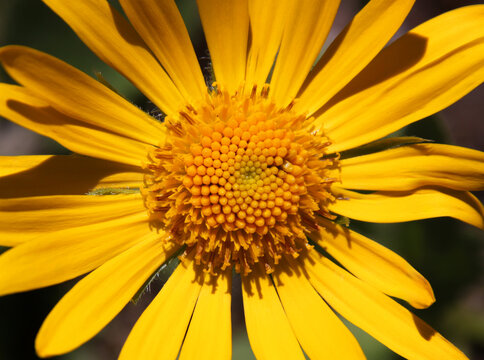 Doronicum grandiflorum blossom close-up with yellow ray and disk florets in bloom