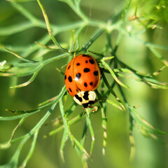 Fototapeta premium Marienkäfer mit KI erstellt