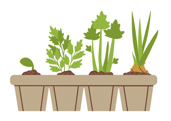 Vector illustration of growing vegetable seedlings at home. Vector isolated spring garden elements, seedlings. Vector illustration in flat style on white background