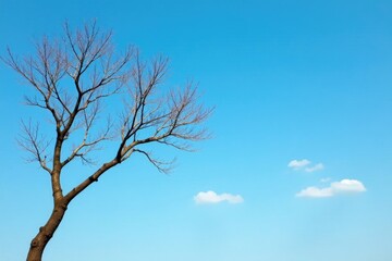 Fototapeta premium A bare tree branch against a clear blue sky with some light clouds, serene, bare