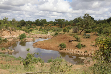 Kaffernbüffel am Mavatsani Wasserloch / African buffalo at Mavatsani waterhole / Syncerus caffer