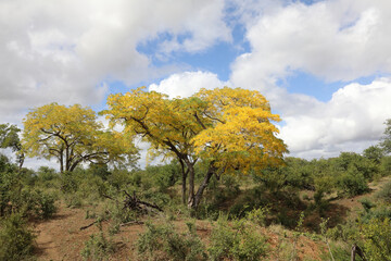 Krüger Park - Afrikanischer Busch / Kruger Park - African bush /