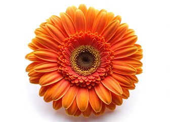Top View Orange Gerbera Flower Isolated on White Background
