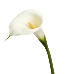 A single white flower with a yellow center. The flower is tall and slender, with a green stem. The flower is the only thing in the image, and it is the main focus of the picture
