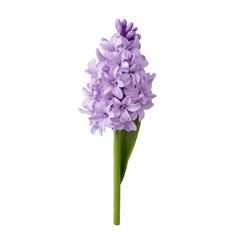 Naklejka premium A single purple flower with a green stem. The flower is the main focus of the image. The flower is in the center of the image and is surrounded by a white background