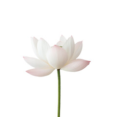 A single white flower with a pink center. The flower is tall and slender, with a stem that is also white. The flower is the only object in the image, and it is the main focus of the picture