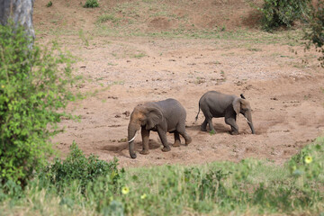 Fototapeta premium Afrikanischer Elefant im Mphongolo River/ African elephant in Mphongolo River / Loxodonta africana