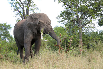 Afrikanischer Elefant / African elephant / Loxodonta africana