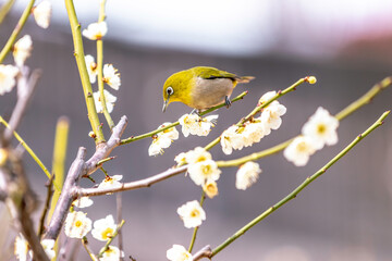 Feathered and Blooming