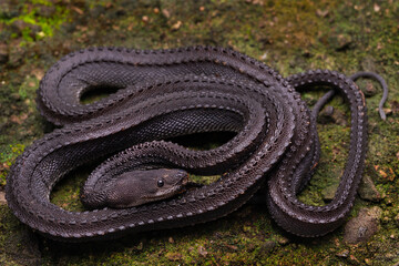 Dragon snake Xenodermus javanicus
