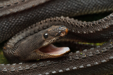 Dragon snake Xenodermus javanicus