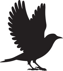 rooster isolated on white background