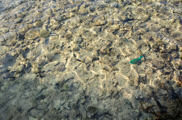Stunning view of sunlit coral reef under clear, shallow waters at tropical resort. Natural patterns create mesmerizing visual effect in calm coastal environment