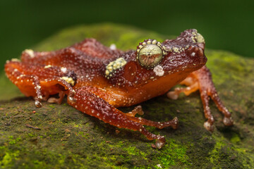 Pearl tree frog Nyctixalus margaritifer