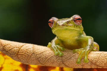 Jade tree frog Zhangixalus margaritifer