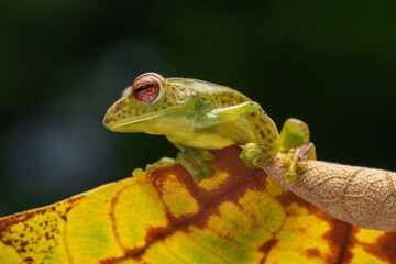 Jade tree frog Zhangixalus margaritifer