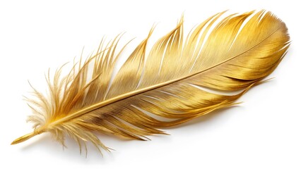 Fototapeta premium Golden Feather on White Background