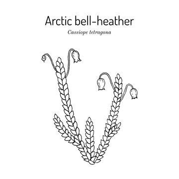 Arctic bell-heather (Cassiope tetragona), northern plant. Hand drawn botanical vector illustration