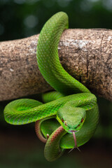 Green white lipped pit viper Trimeresurus insularis