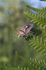 Hairy Shieldbug a.k.a. Sloe Bug Dolycoris baccarum. Sardinia, Italy.