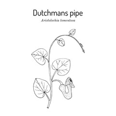 Dutchmans pipe (Aristolochia tomentosa), medicinal plant. Hand drawn botanical vector illustration