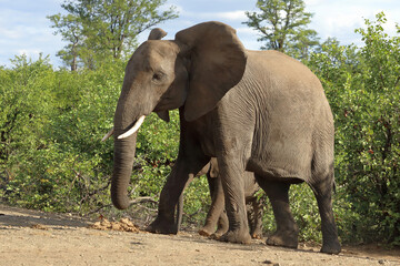 Fototapeta premium Afrikanischer Elefant / African elephant / Loxodonta africana