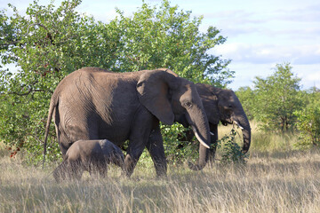 Fototapeta premium Afrikanischer Elefant / African elephant / Loxodonta africana