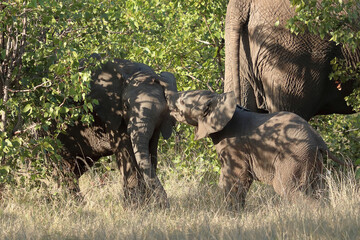 Afrikanischer Elefant / African elephant / Loxodonta africana