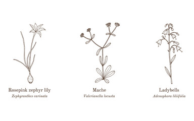 Collection of edible and medicinal plants. Hand drawn botanical vector illustration