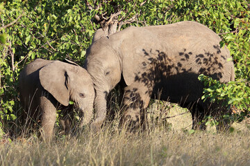 Fototapeta premium Afrikanischer Elefant / African elephant / Loxodonta africana