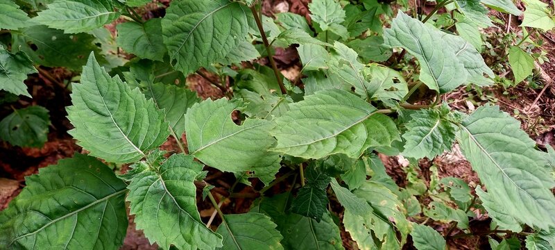 Photo Patchouli plant (Pogostemon cablin Benth) is a tropical plant that produces essential oils (patchola oil).